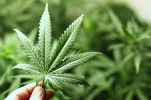 Kill Botrytis on Cannabis