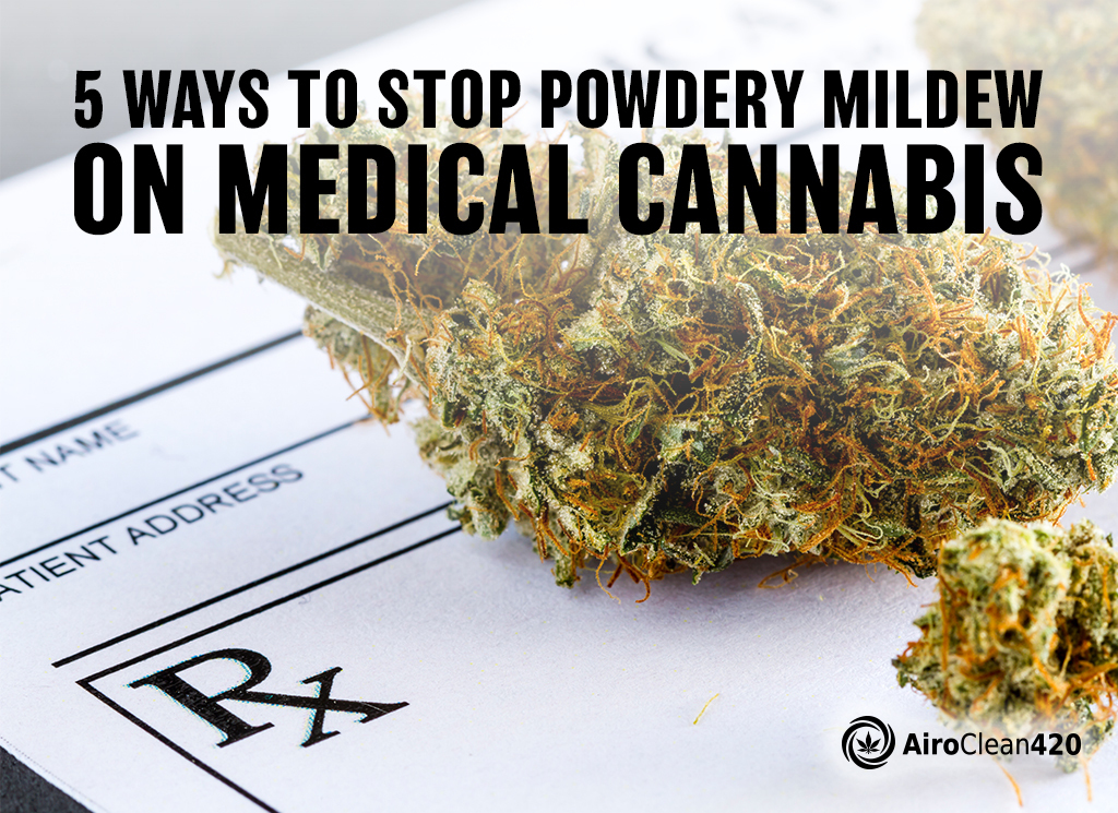 Preventing powdery mildew on medical cannabis