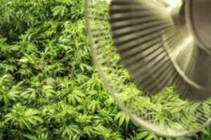 ozone emissions in cannabis grow rooms