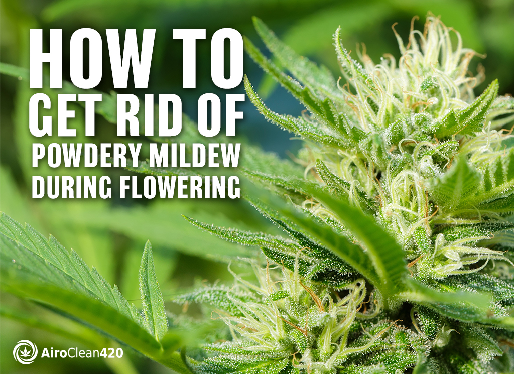 get rid of powdery mildew during flowering