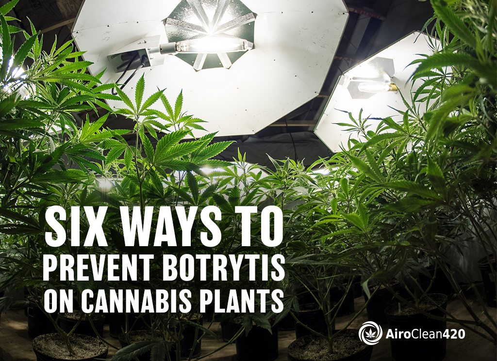 six ways to prevent botrytis blight on cannabis plants