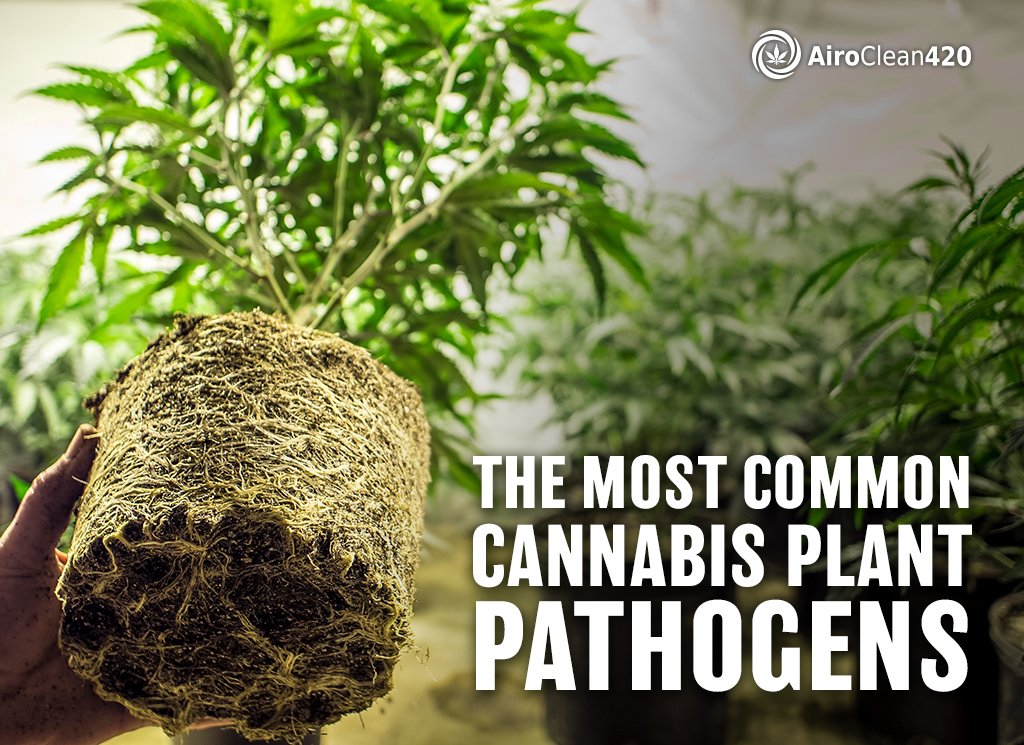 the most common cannabis plant pathogens