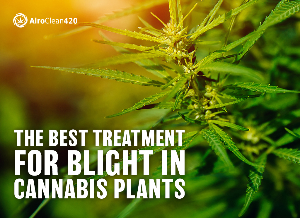 The best treatment for blight in cannabis plants