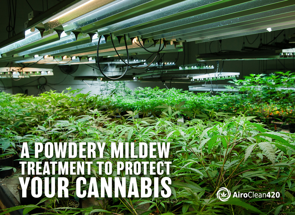 A Powdery Mildew Treatment to Protect Your Cannabis