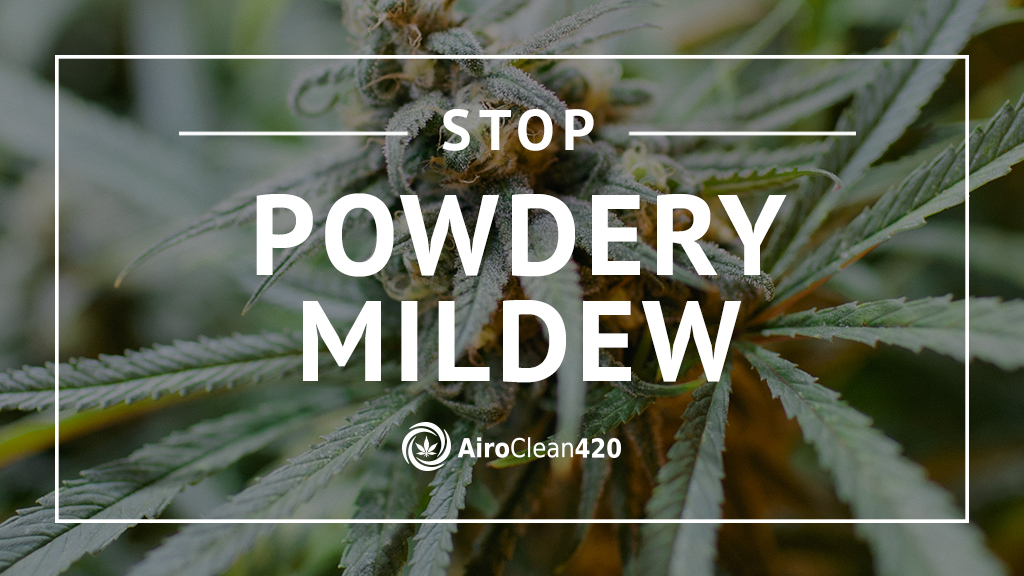 Stop powdery mildew on cannabis