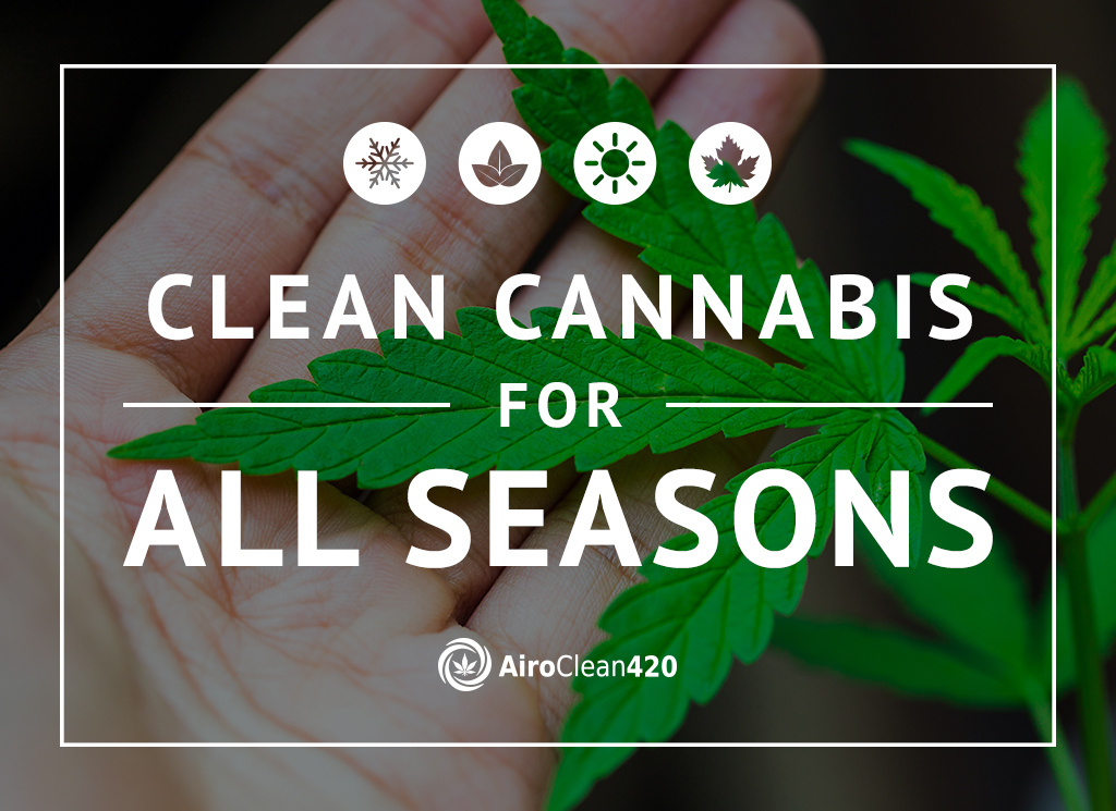 Want clean cannabis for all seasons? Use air sanitation solution - Airoclean420