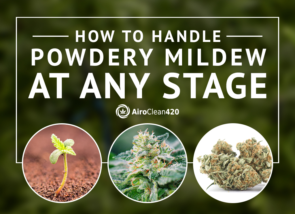 Discover the best way to handle powdery mildew at any stage for cannabis plant growth