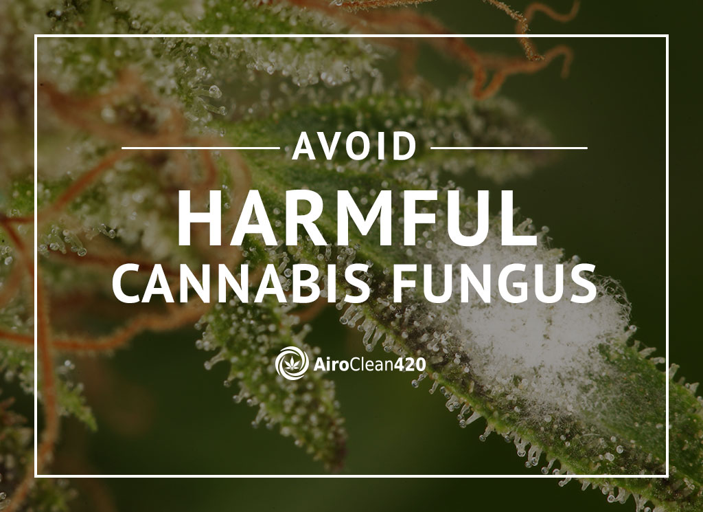 Avoid harmful cannabis fungus - learn how you can