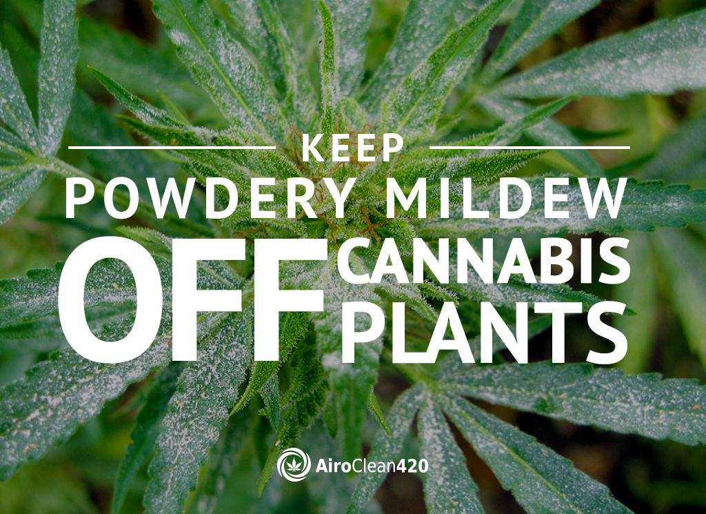 AC420 helps keep powdery mildew off cannabis