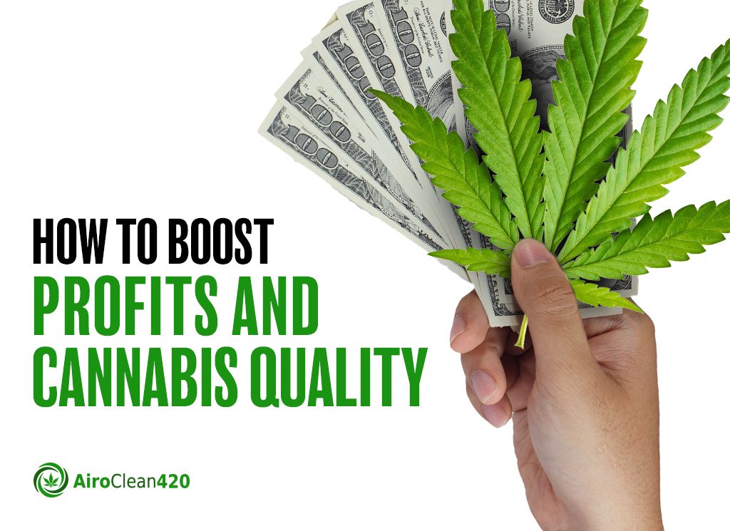 How to Boost Profits and Cannabis Quality - AiroClean420 news