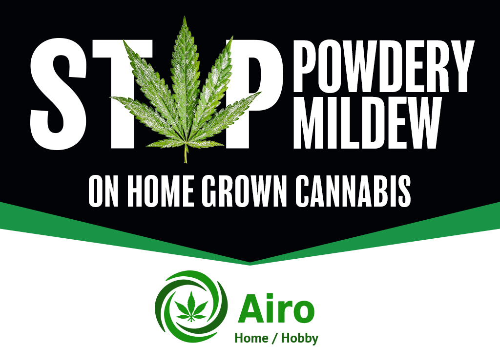 Stop powdery mildew on home grown cannabis with Airo by Airoclean420