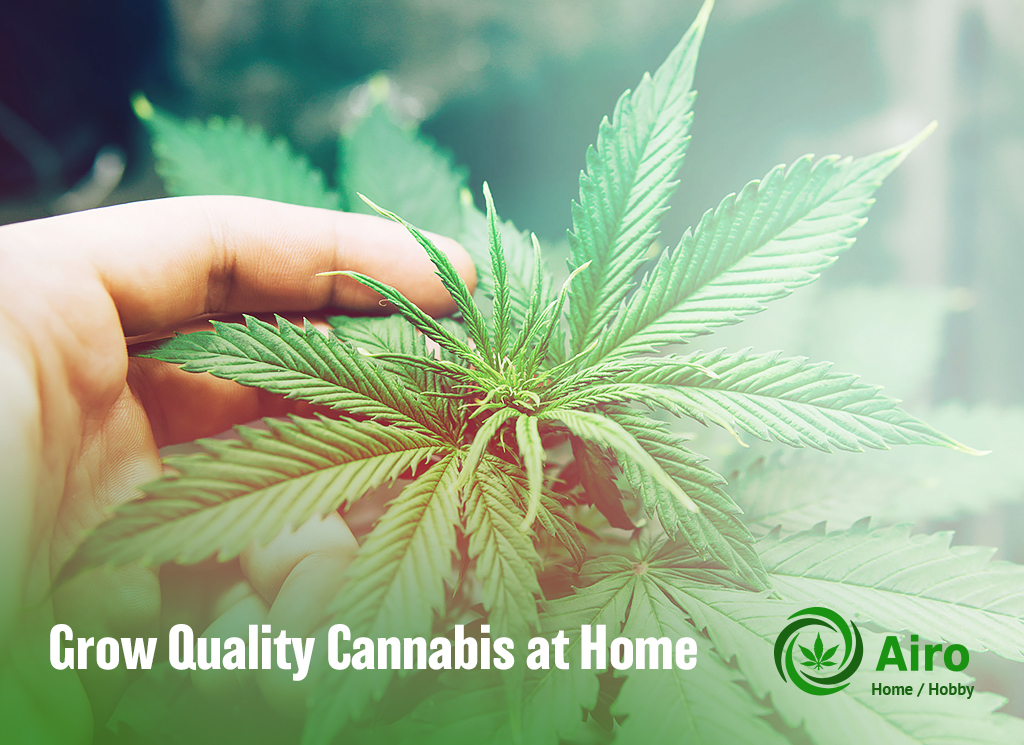 Secret to growing high quality cannabis at home
