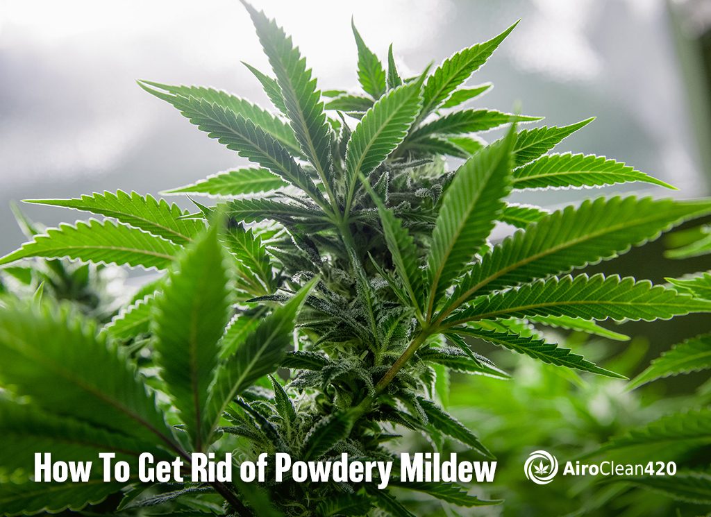How to get rid of powdery mildew on cannabis
