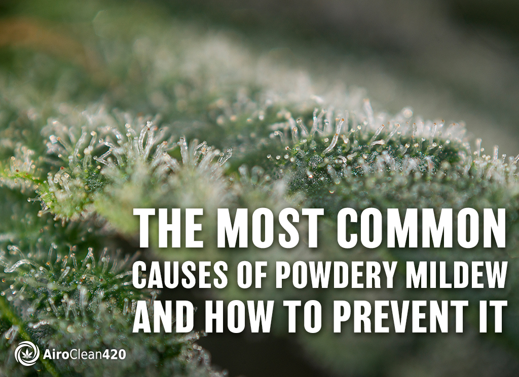 the most common causes of powdery mildew and how to prevent it
