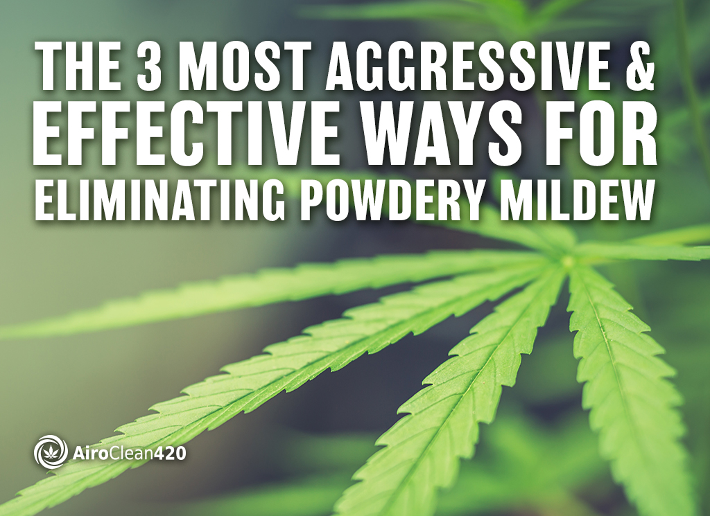 The 3 most Aggressive and Effective Ways for Eliminating Powdery Mildew