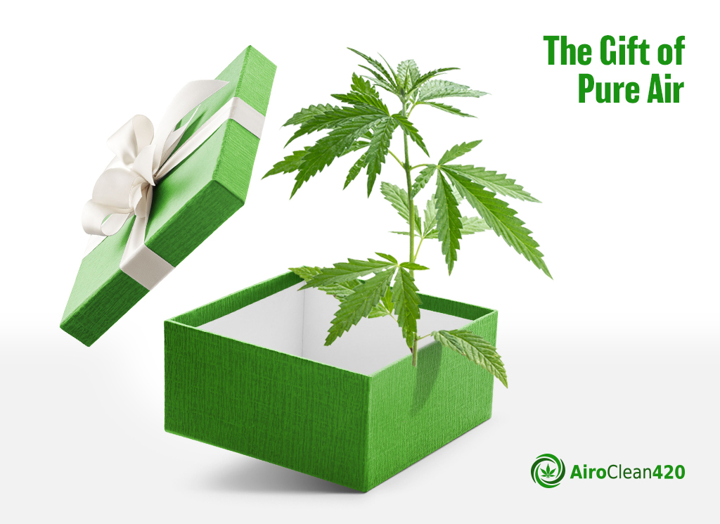 Give your plants the gift of pure air
