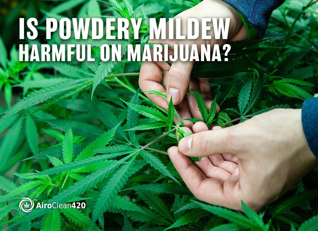 is powdery mildew harmful on marijuana?