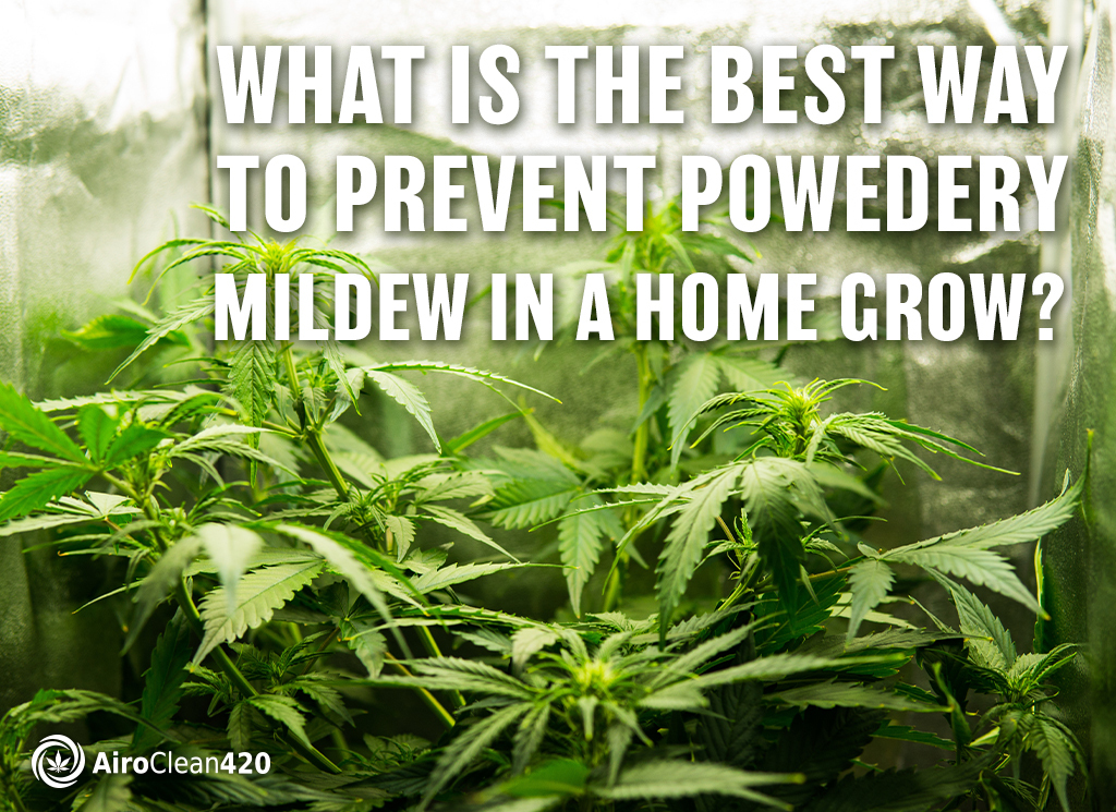 what is the best way to prevent powdery mildew in a home grow