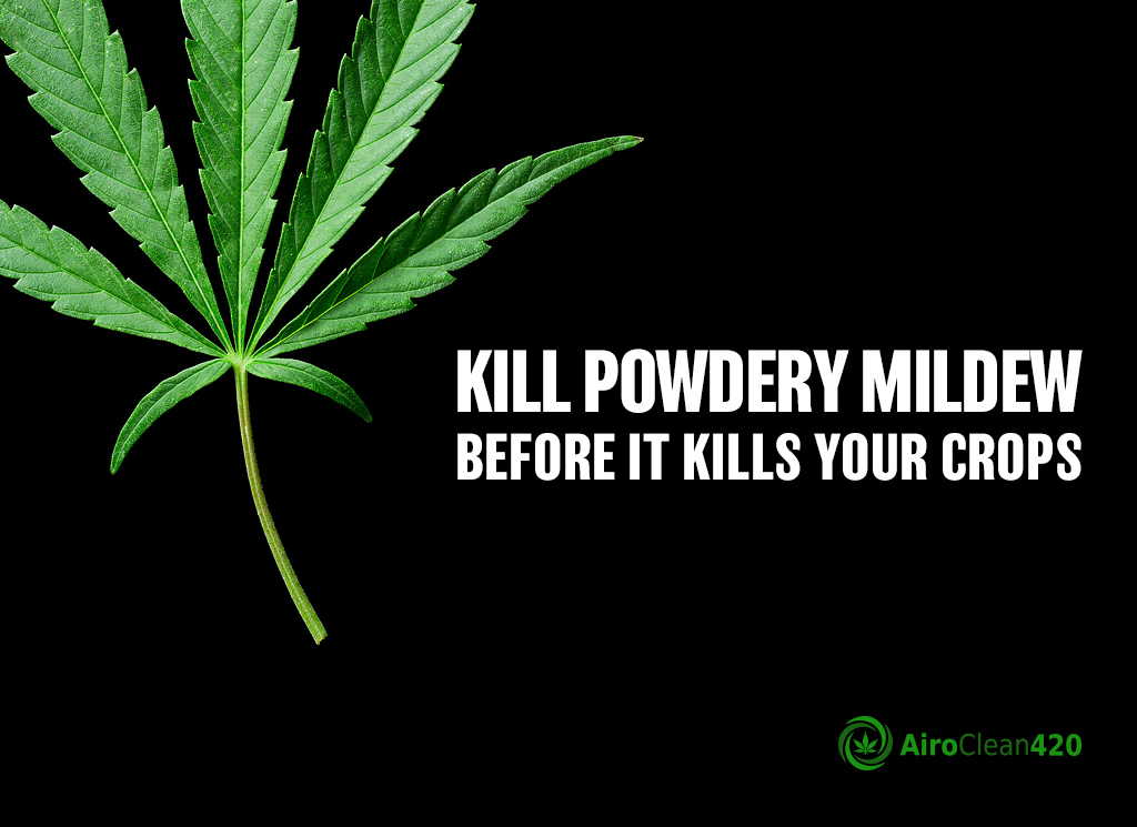 Killing Powdery Mildew