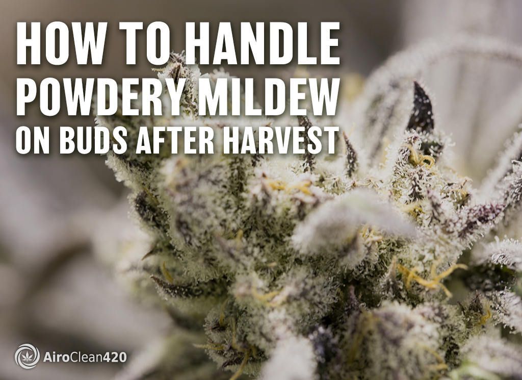 how to handle powdery mildew on buds after harvest