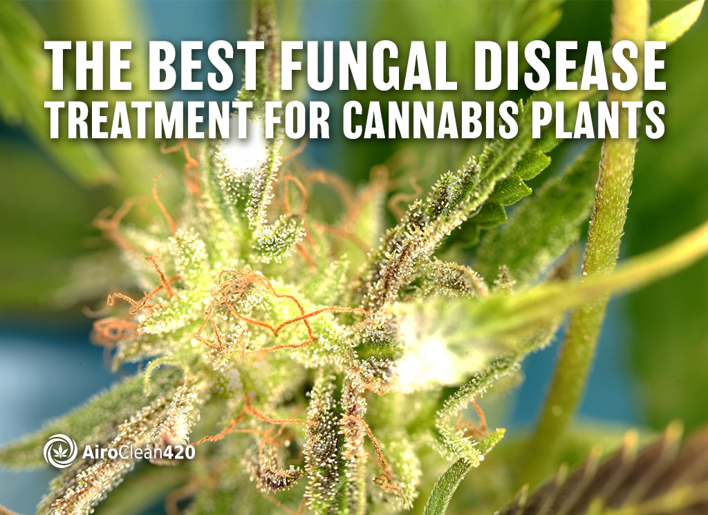 the best fungal disease treatment for cannabis plants