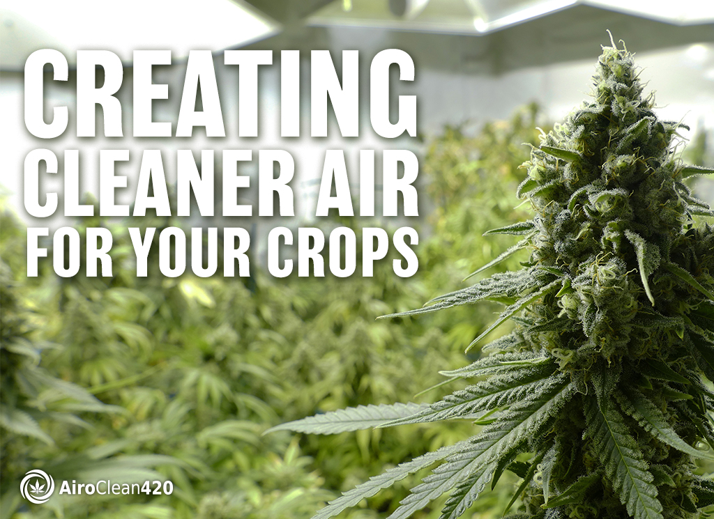 Creating cleaner air quality for your cannabis crops