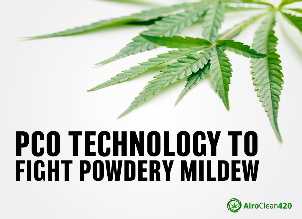 PCO technology to fight powdery mildew
