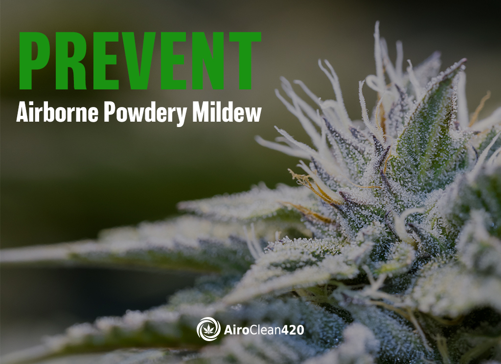 Prevent airborne powdery mildew