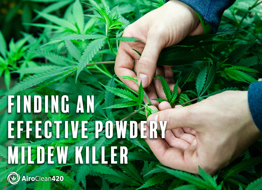 Finding an effective powdery mildew killer