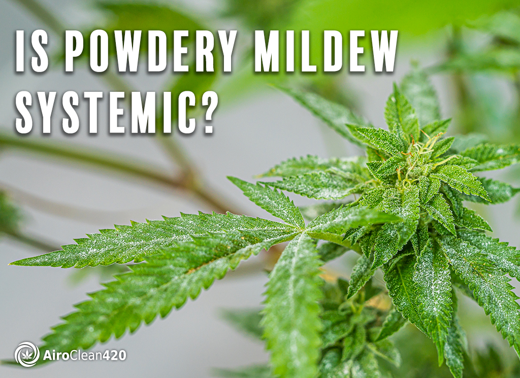 Is powdery mildew systemic?