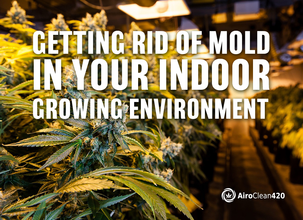 getting rid of mold in your indoor growing environment