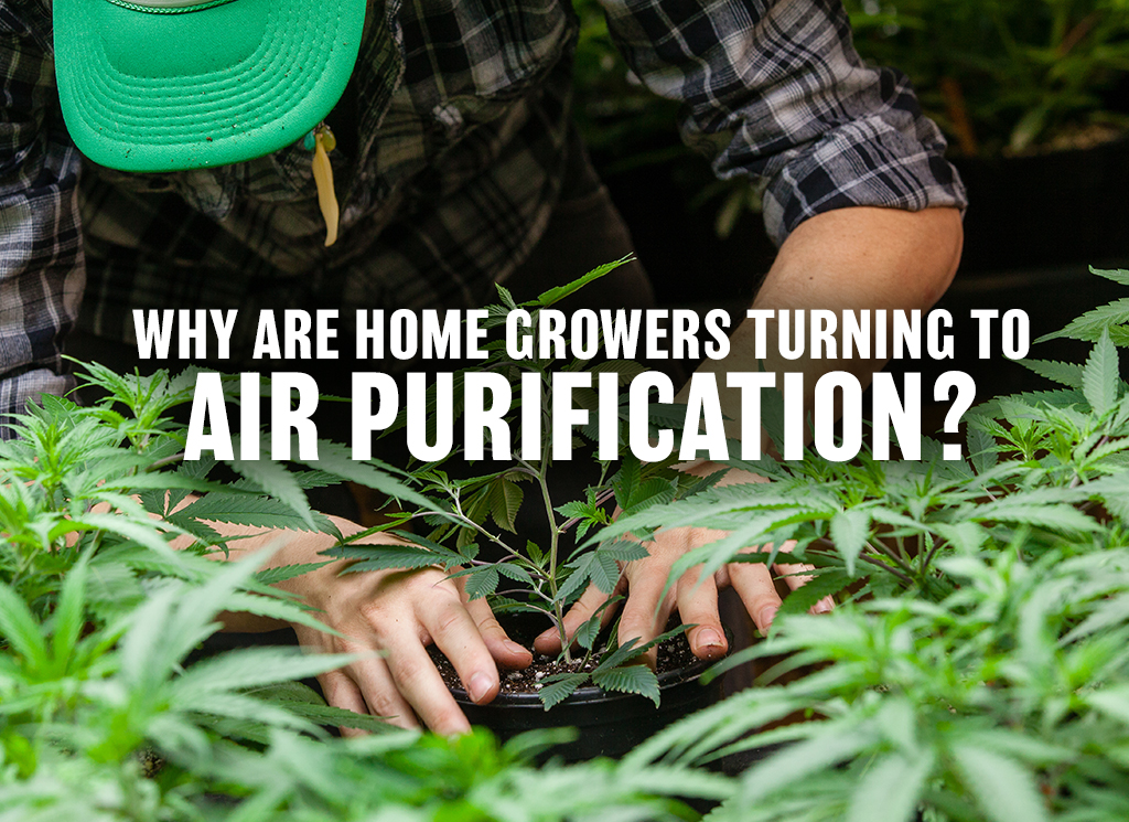 Why are home growers turning to air purification