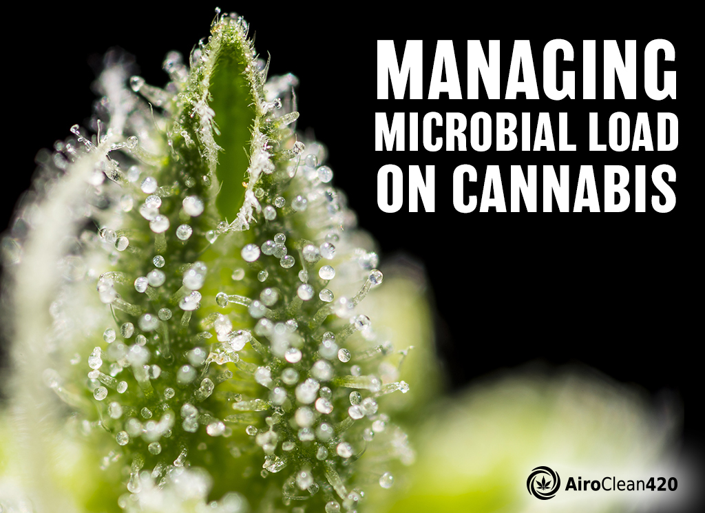 Managing microbial load on Cannabis