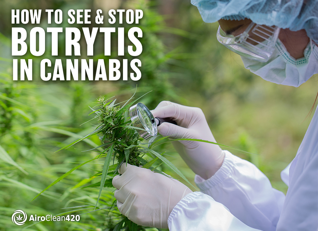 how to see and stop botrytis on cannabis