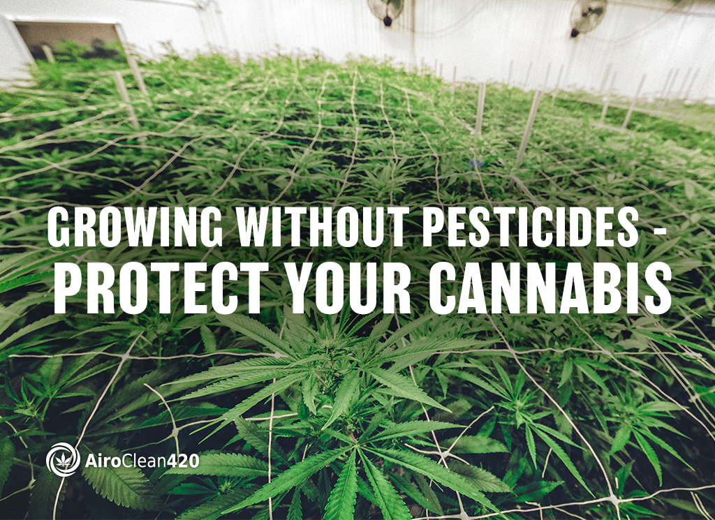 Growing without pesticides protect your cannabis