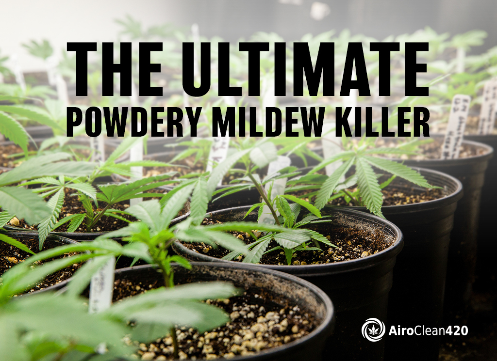 The Ultimate Powdery Mildew Killer