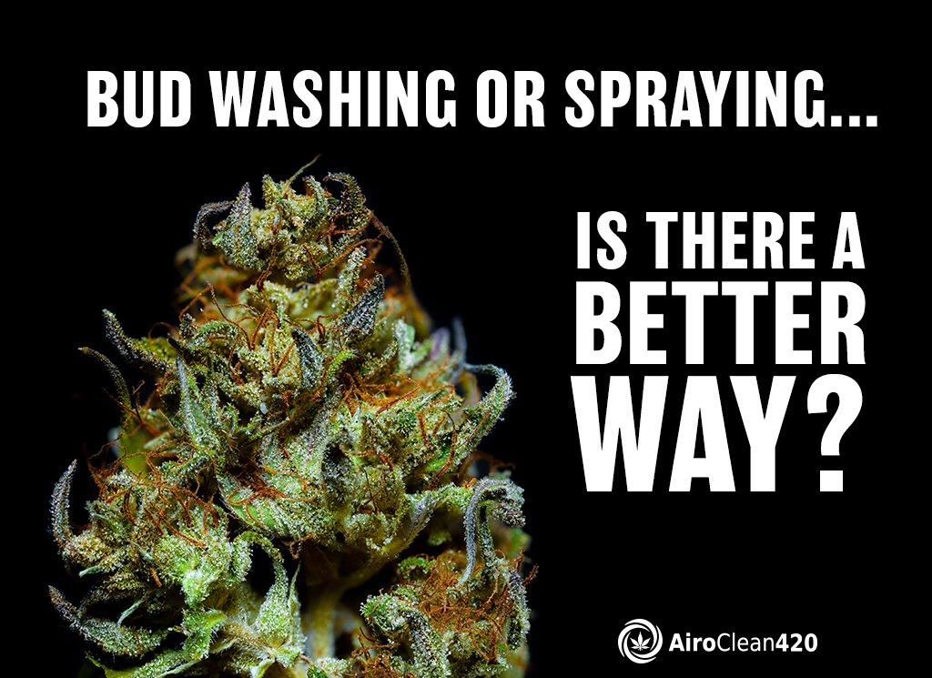 Bud Washing or Spraying is There a Better Way