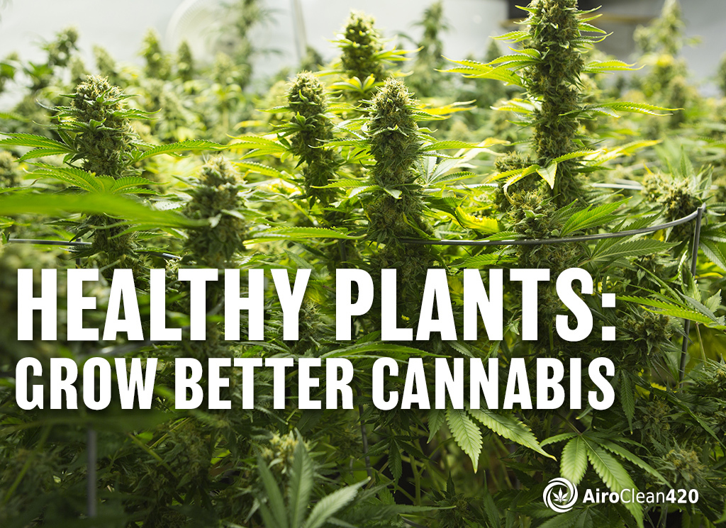 healthy plants: grow better cannabis