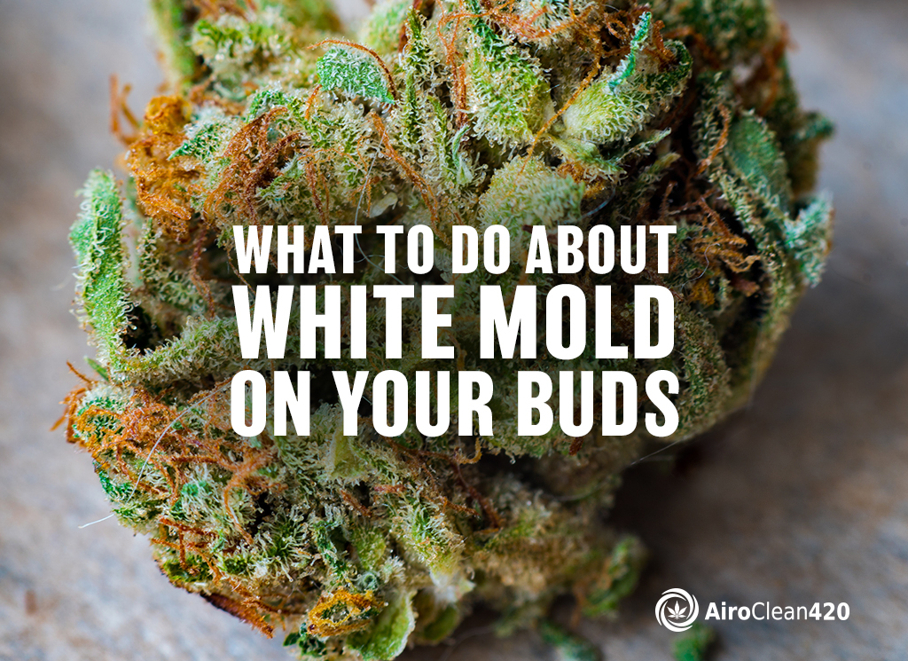 what to do about white mold on your plants