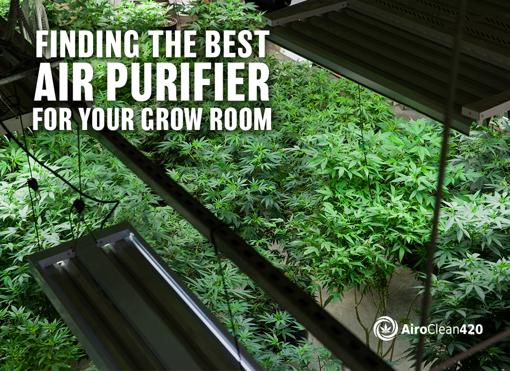 finding the best air purifier for your grow room