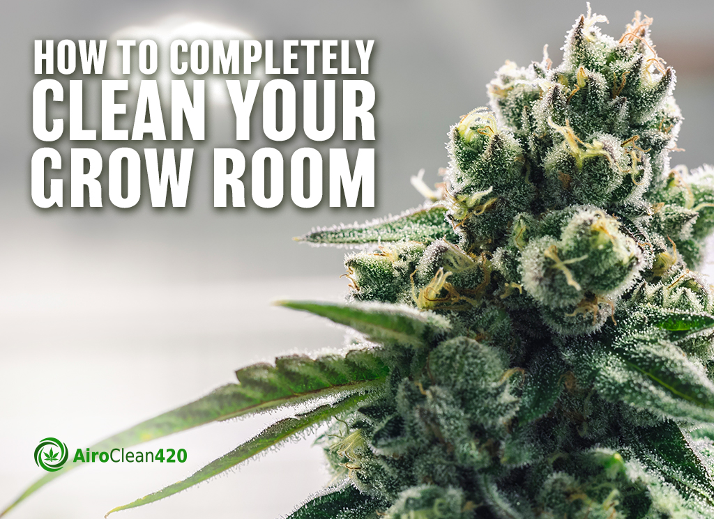 How to completely clean your grow room