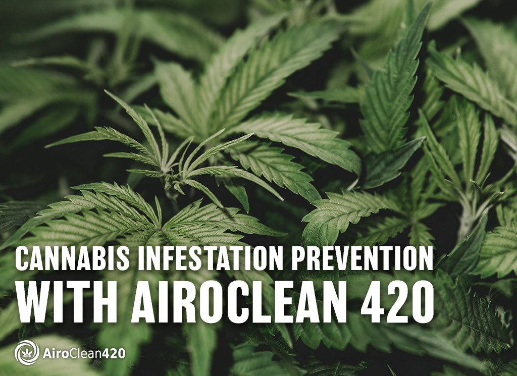 Cannabis infestation prevention with Airoclean 420