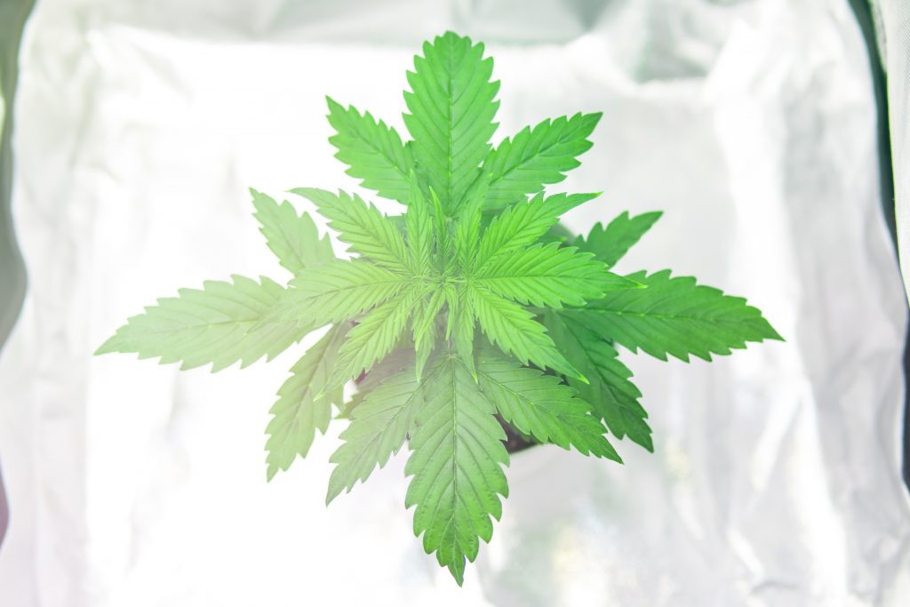 A home grow tent cannabis
