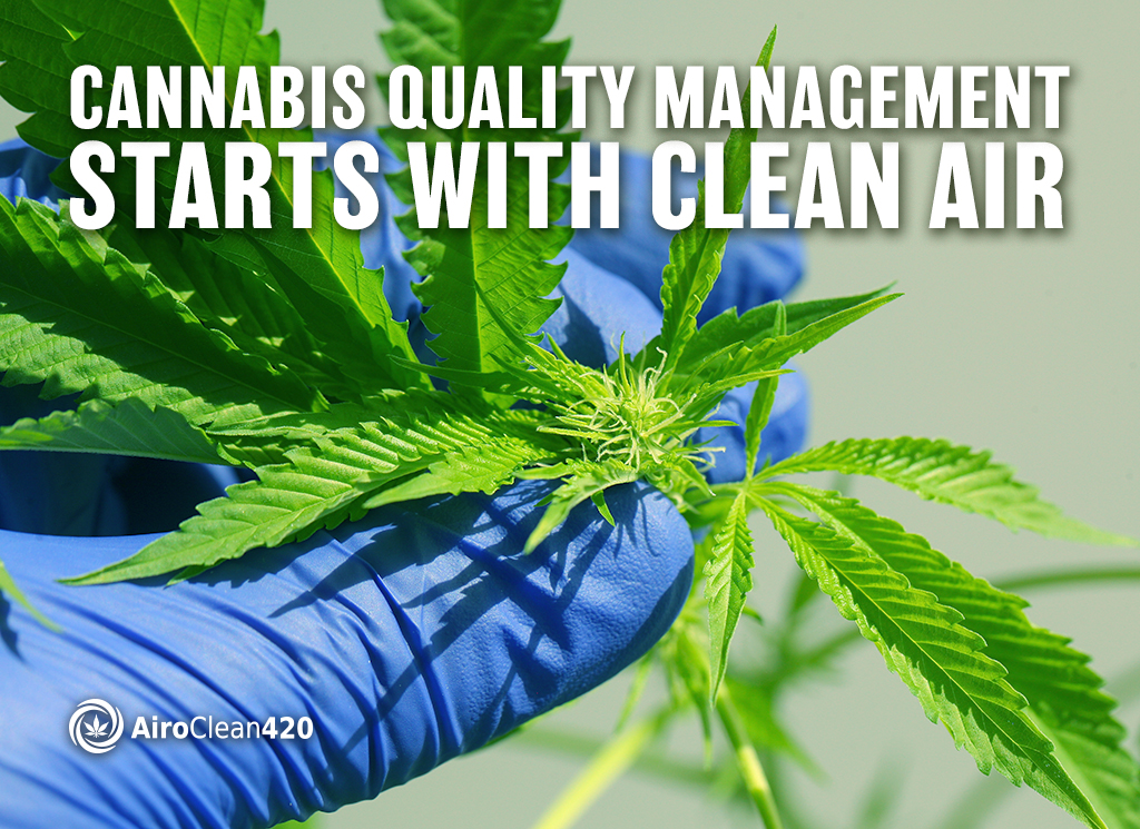 Cannabis quality management starts with clean air