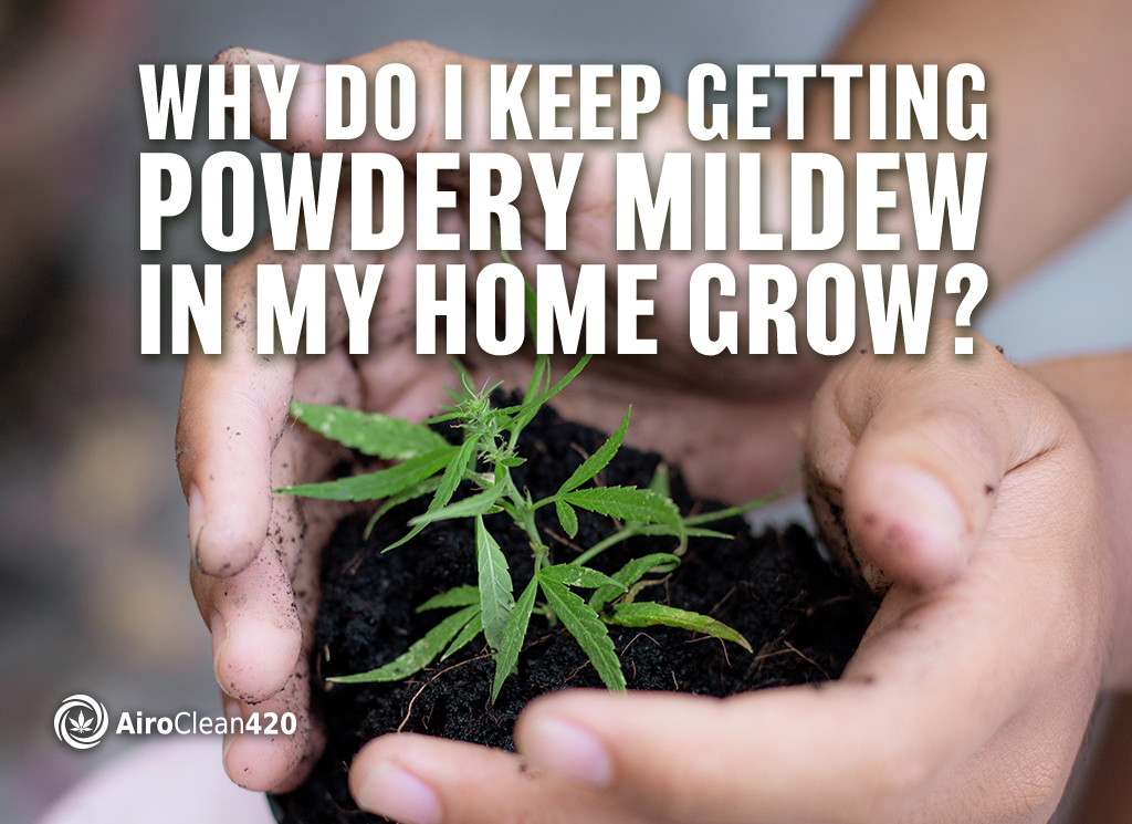 Why is there powdery mildew in my home grow farmer with seedling