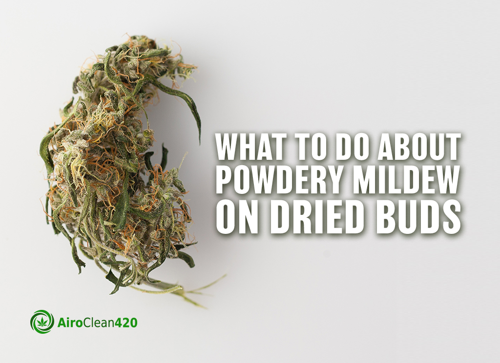 What to do about Powdery Mildew on Dried Buds