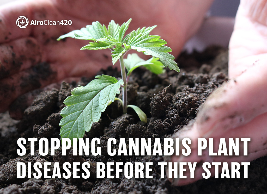 stopping cannabis plant diseases before they start