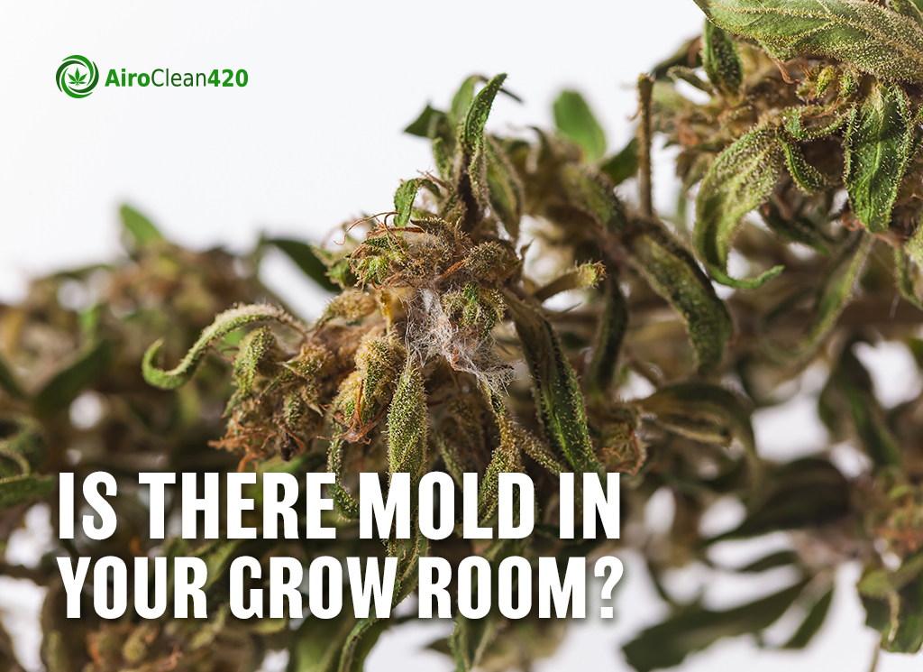 is there mold in your grow room?