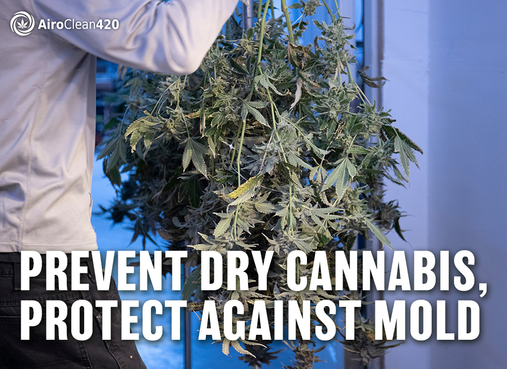 Prevent dry cannabis, protect against mold