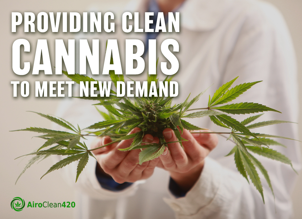 holding clean cannabis provide clean cannabis to meet new demand